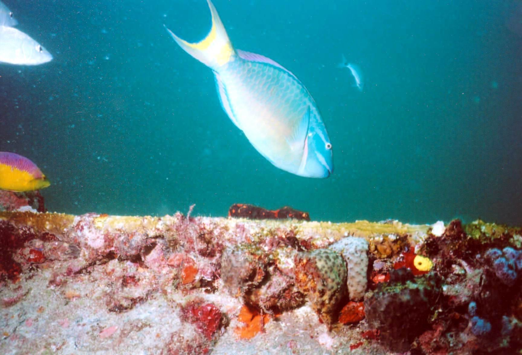 AM01 - Spotlight Parrotfish