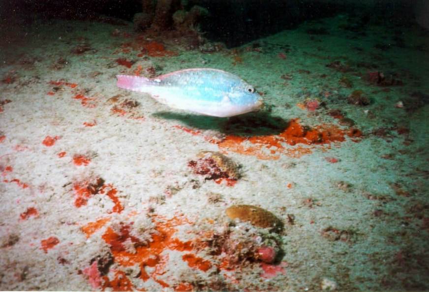 AM02 - Redband Parrotfish