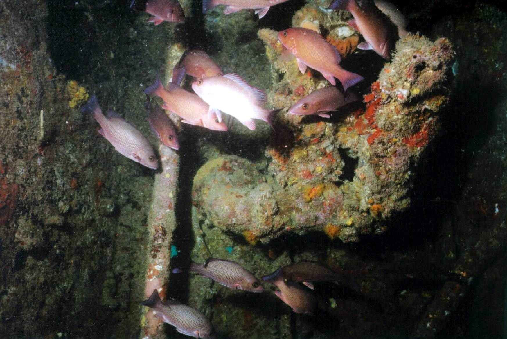 AM02 - School Blackfin Snapper Intermediate Inside