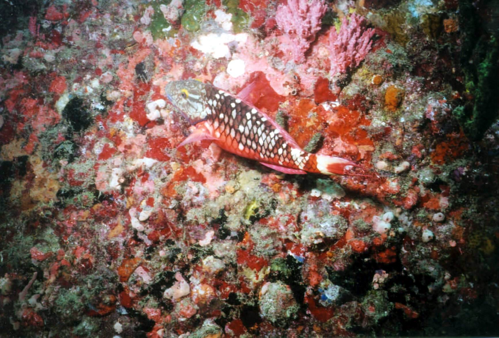 AM04 - Spotlight Parrotfish Initial Phase