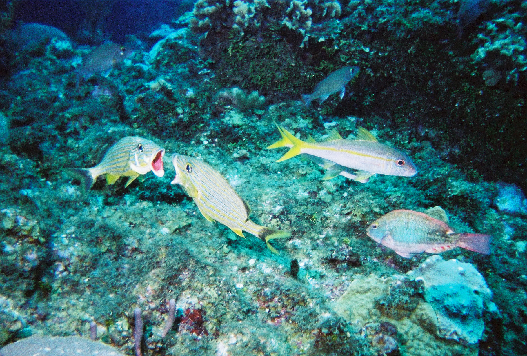 ambergris caye belize05