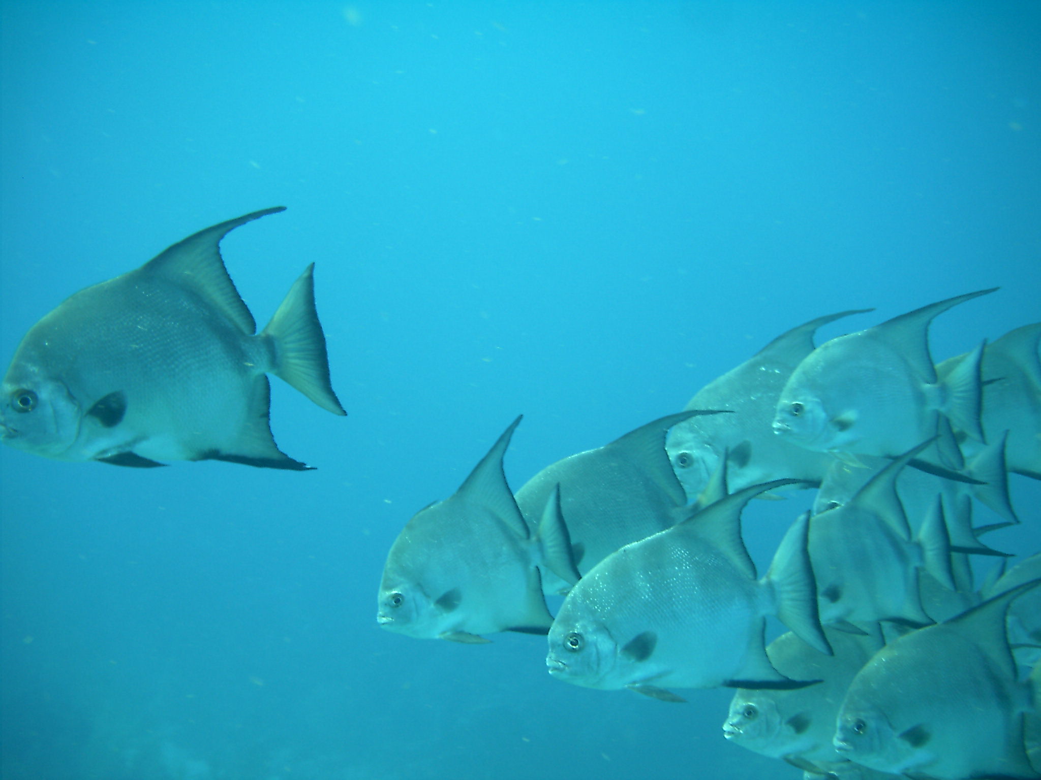 Ambergris Caye