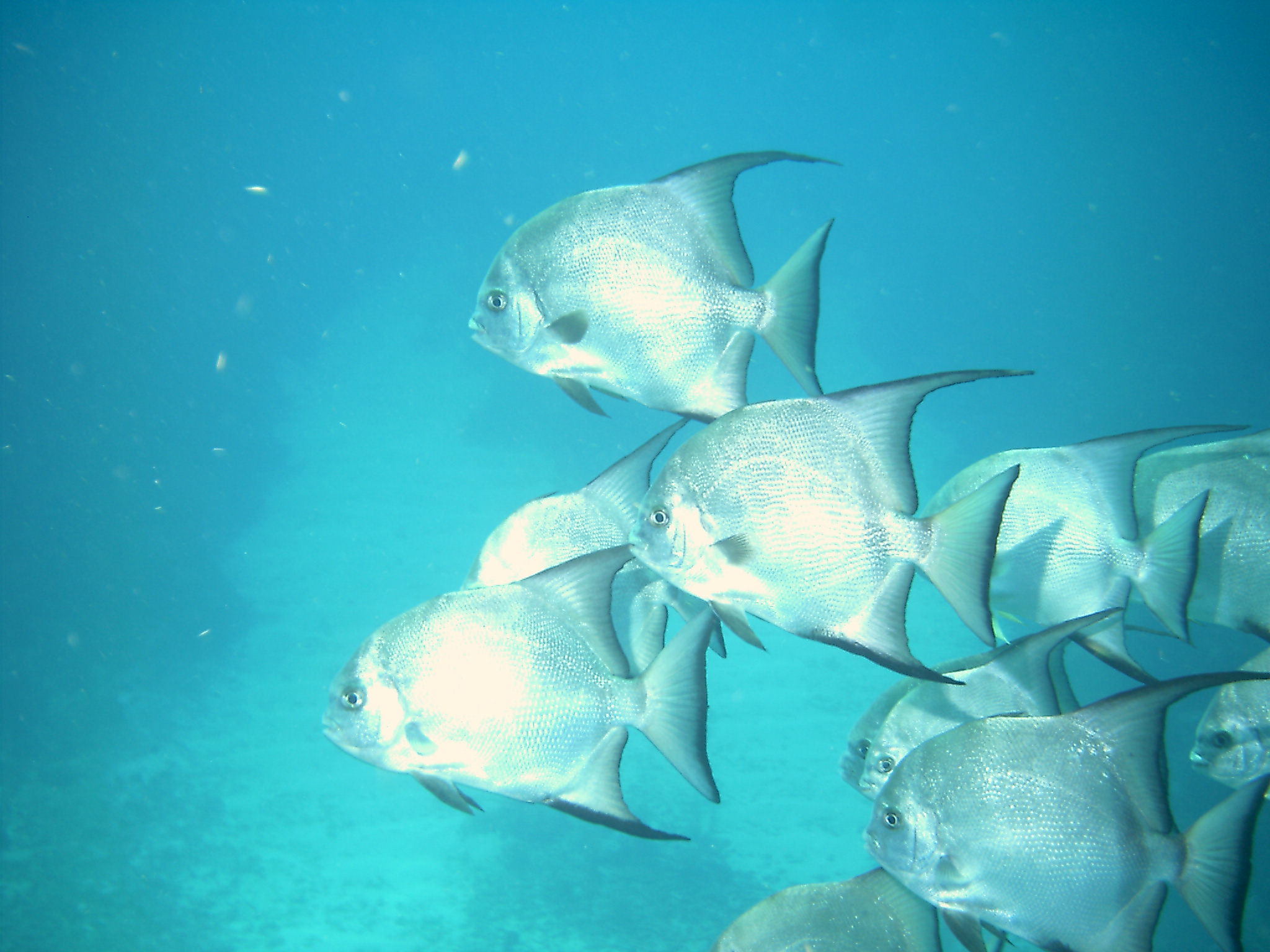 Ambergris Caye