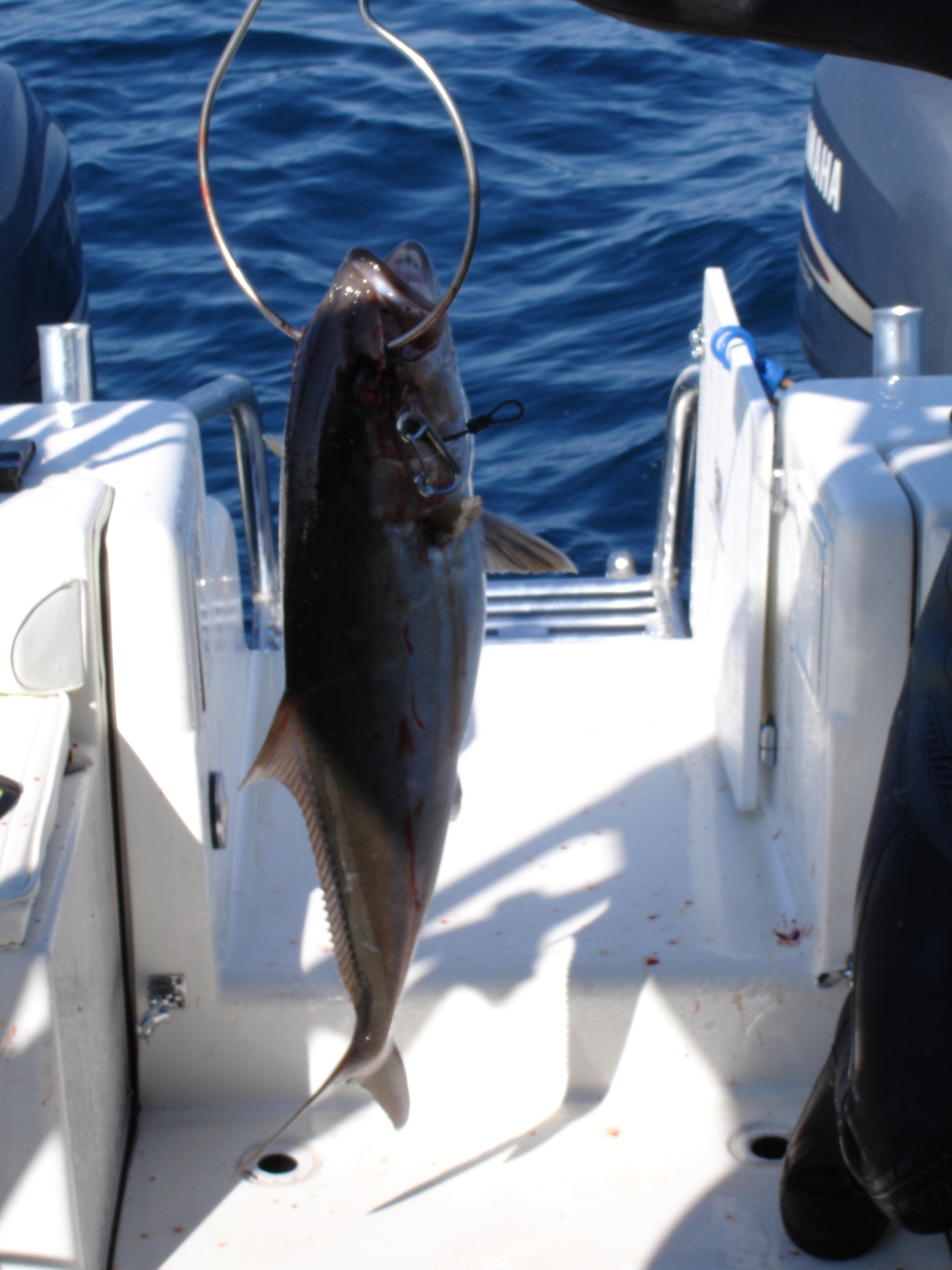 AmberJack