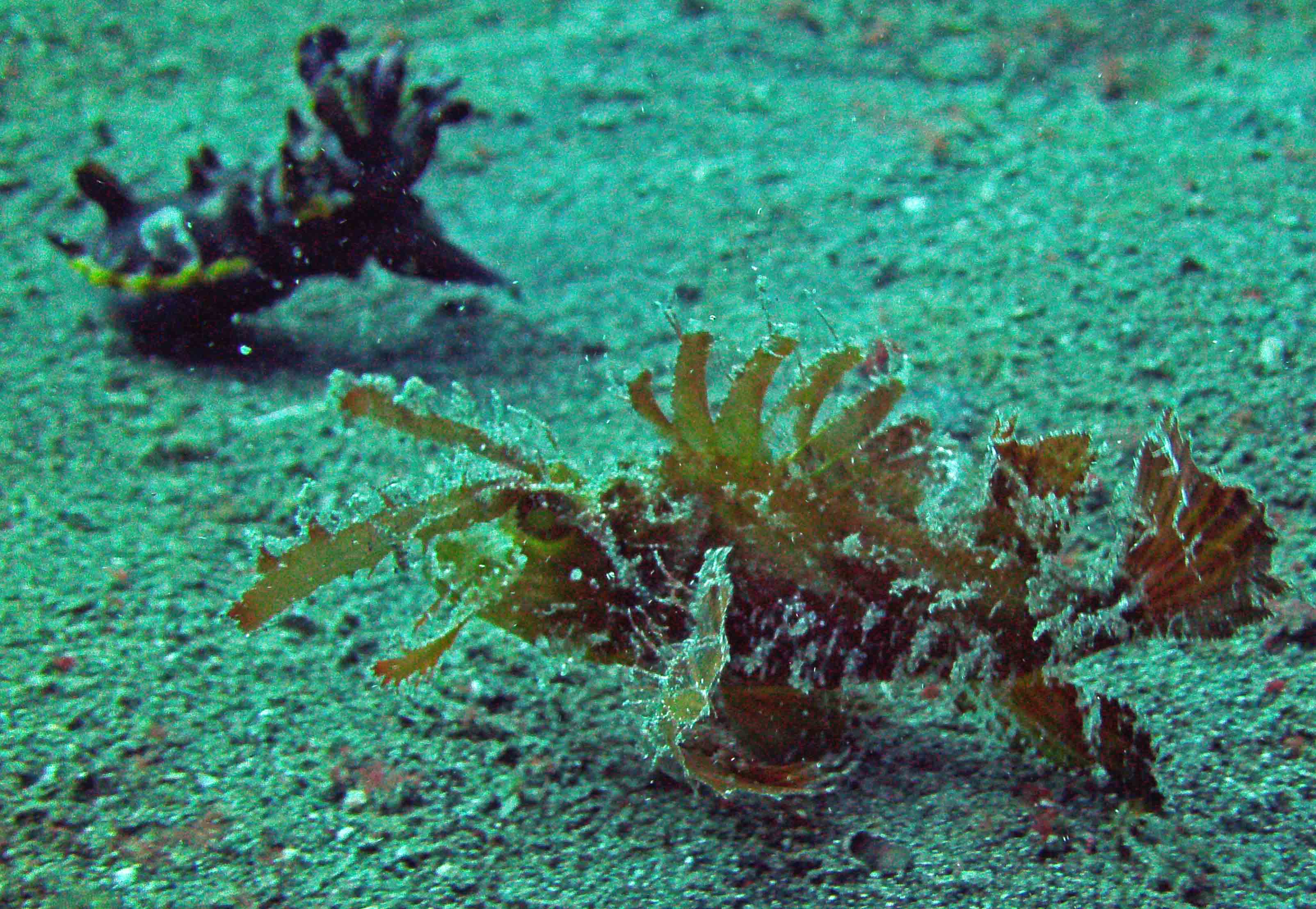 Ambon Scorpion Fish With Flamboyant Cuttle Fish At Lembeh