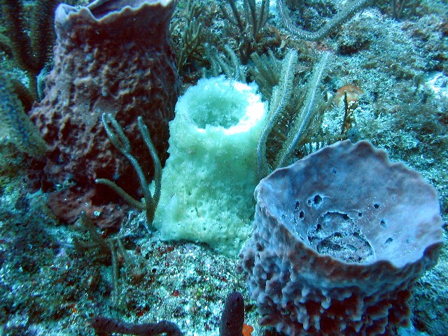 An Albino Barrel Sponge?