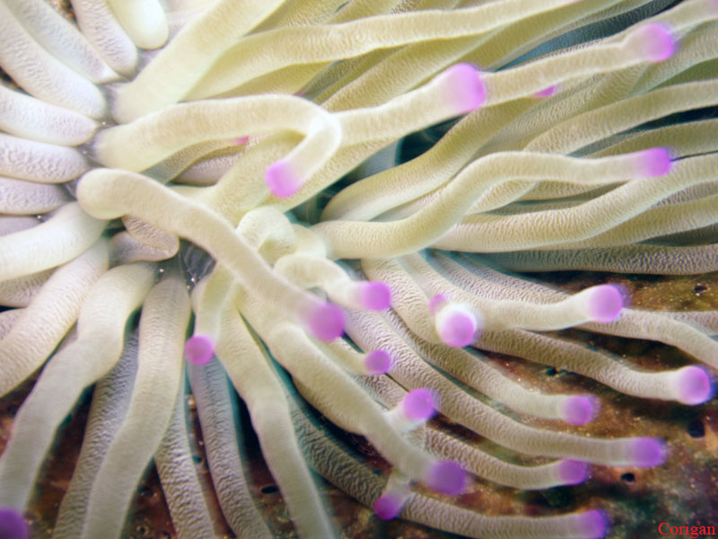 An Anemone in Curacao