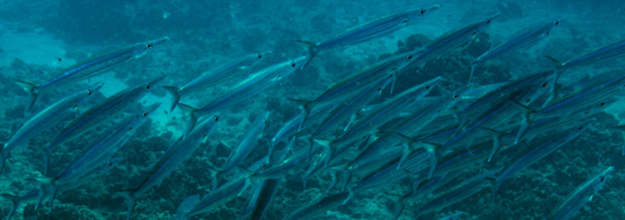 An Armada of Heller's Barracuda