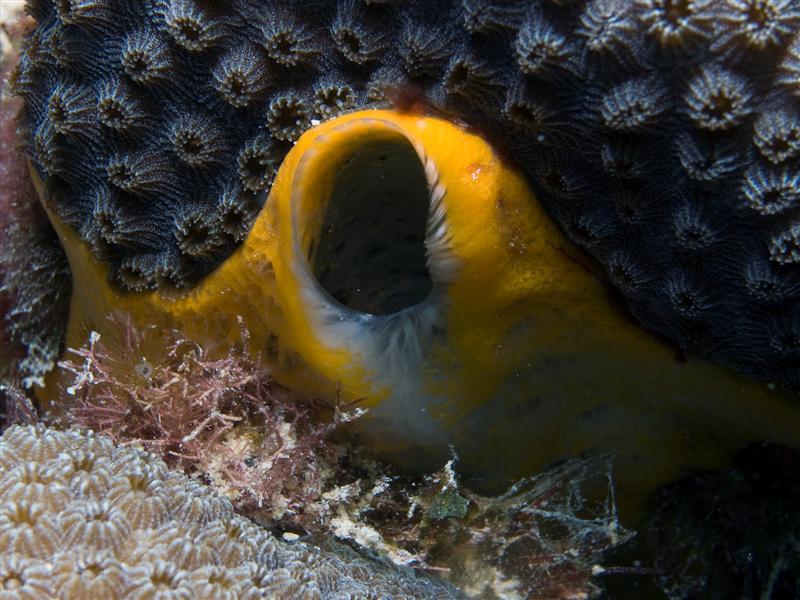 An excurrent opening of a sponge