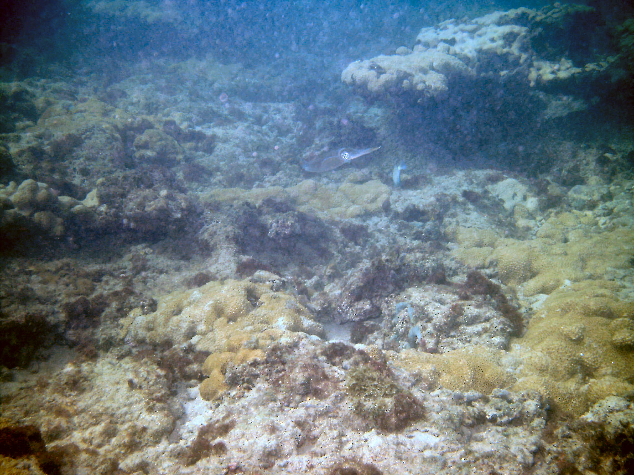 An inky encounter with squid on First Reef, LBTS