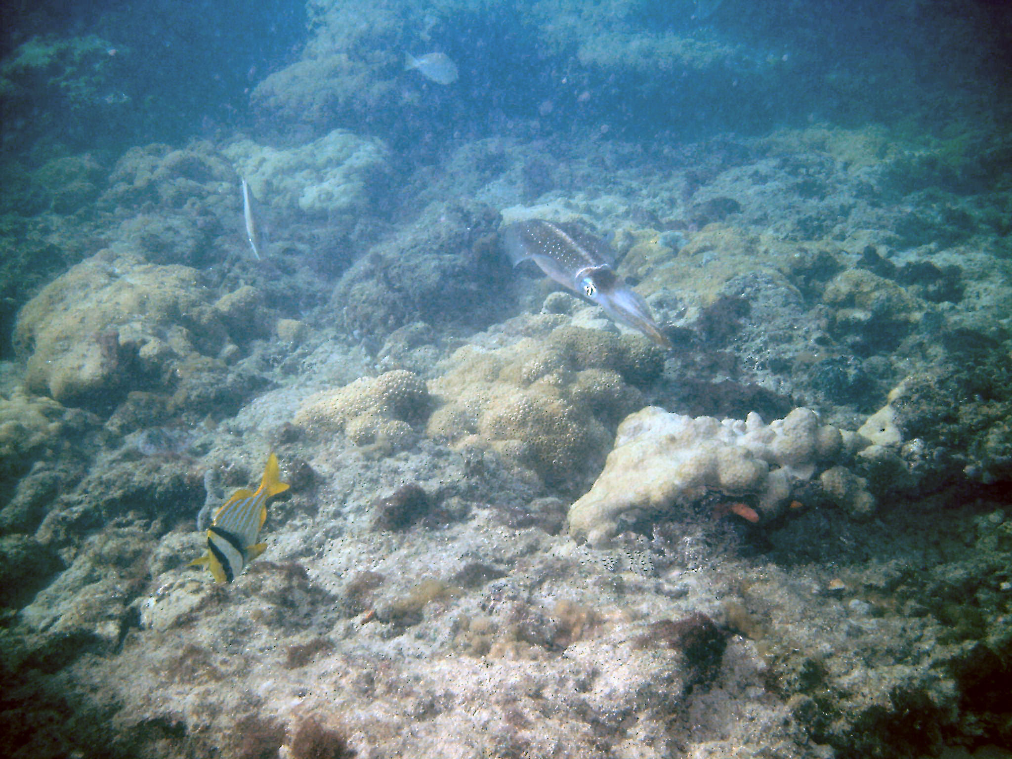 An inky encounter with squid on First Reef, LBTS