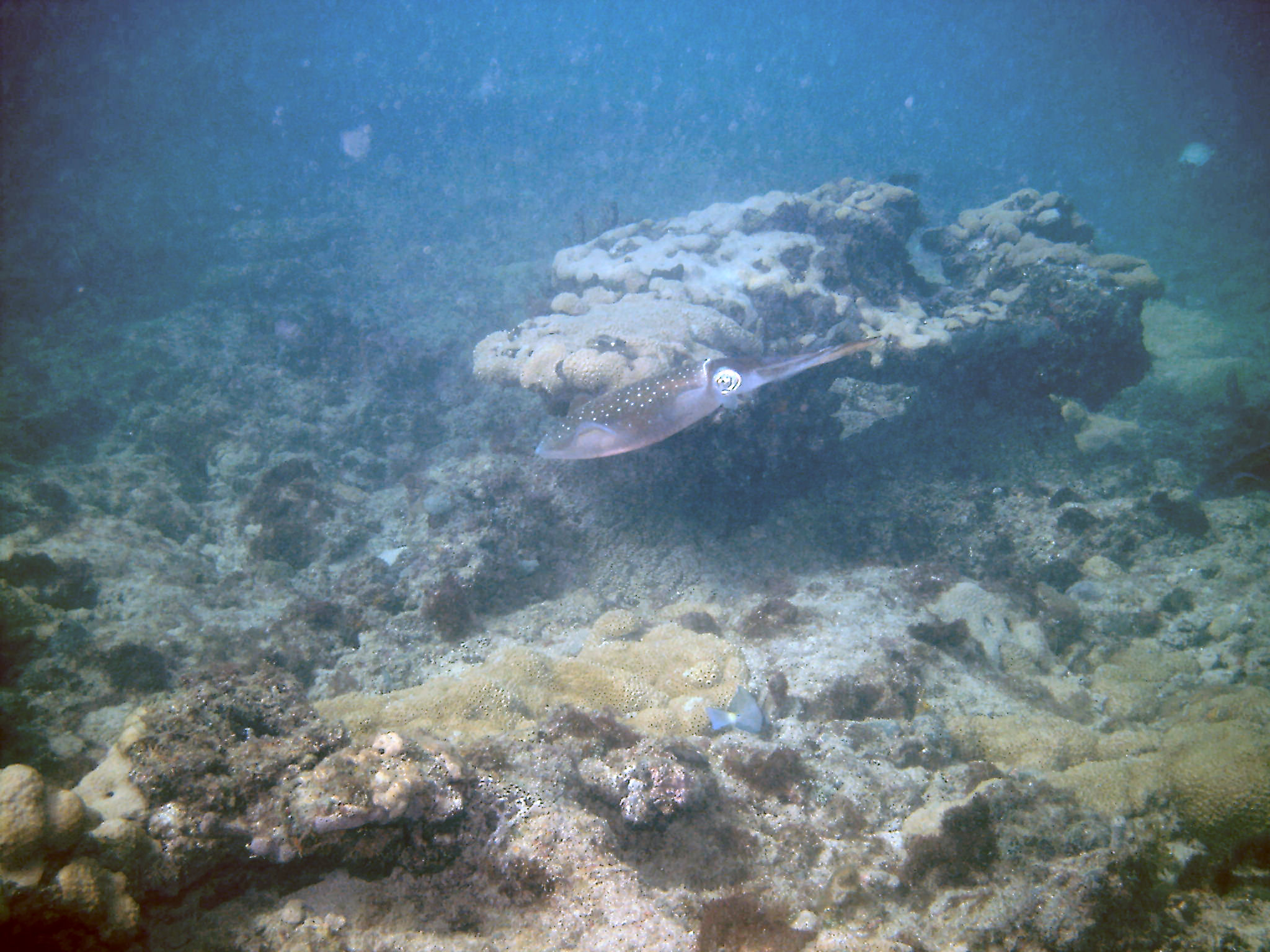 An inky encounter with squid on First Reef, LBTS