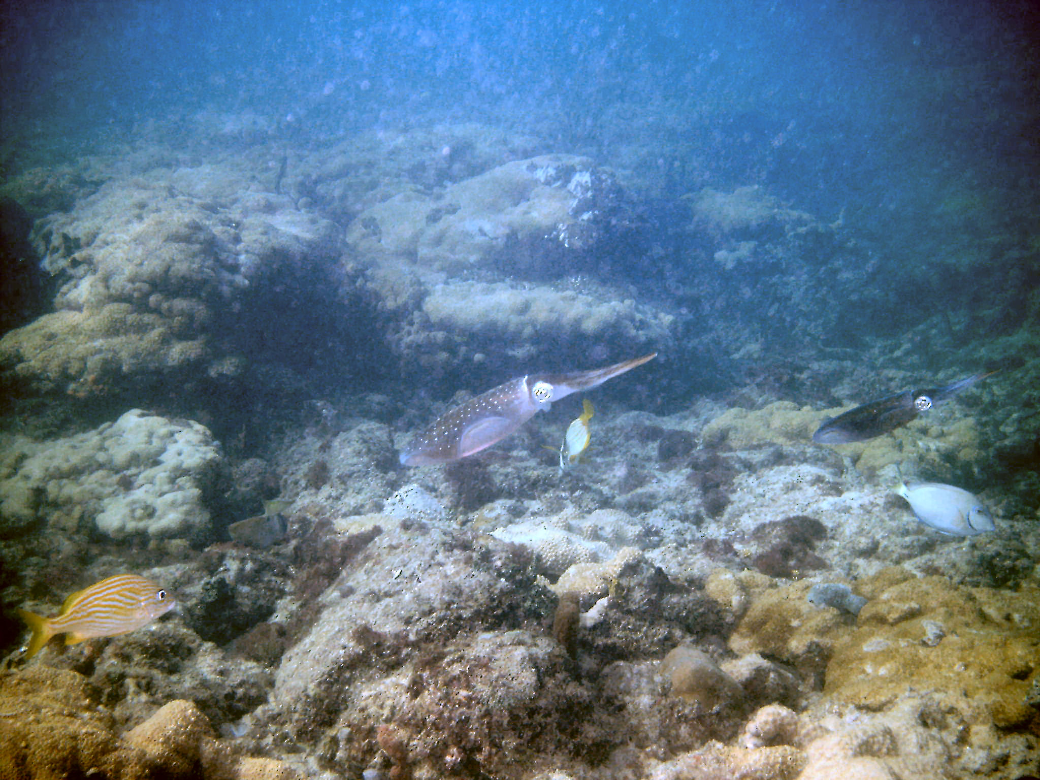 An inky encounter with squid on First Reef, LBTS