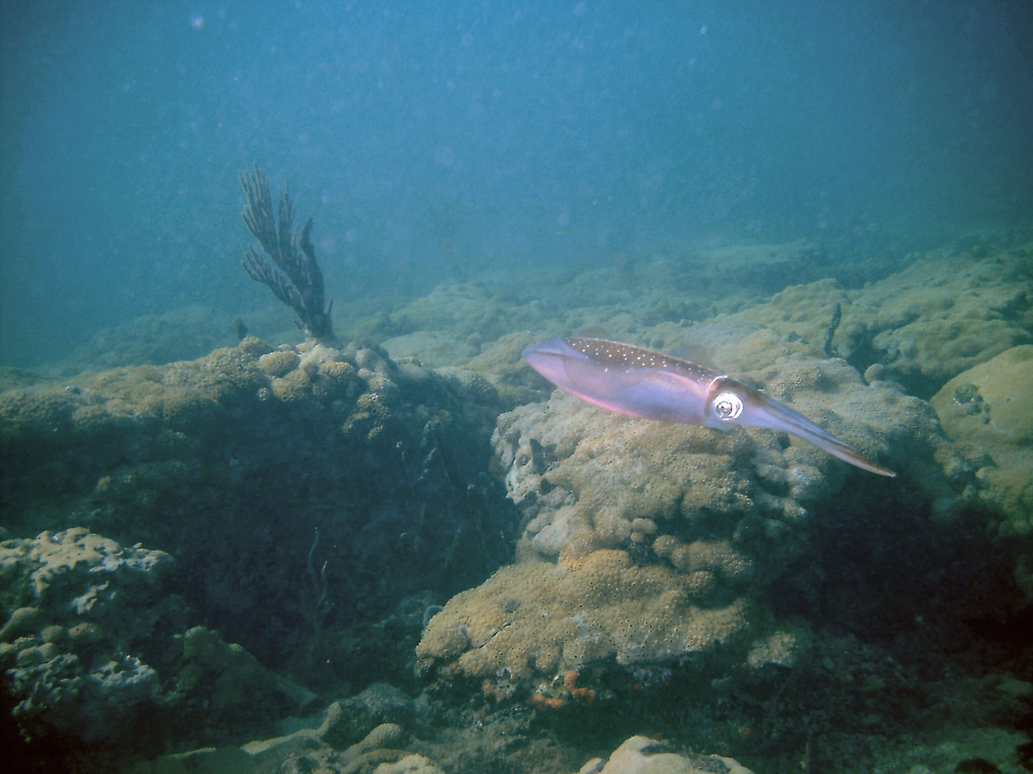 An inky encounter with squid on First Reef, LBTS