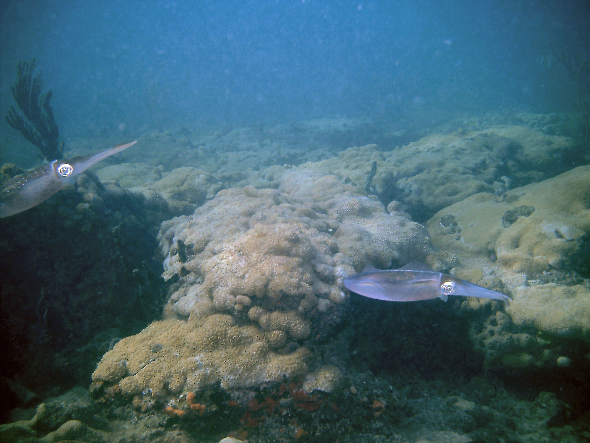 An inky encounter with squid on First Reef, LBTS