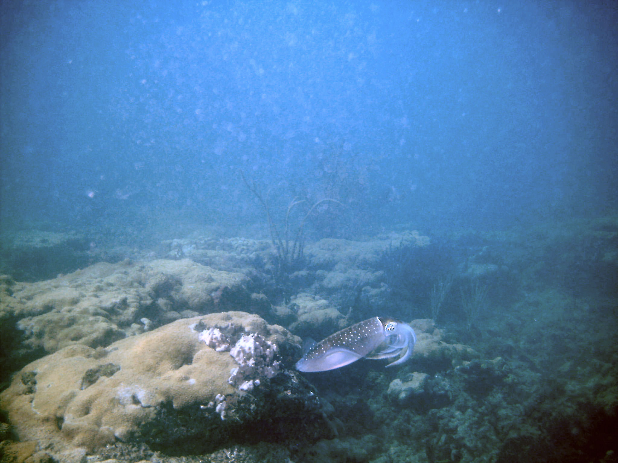 An inky encounter with squid on First Reef, LBTS