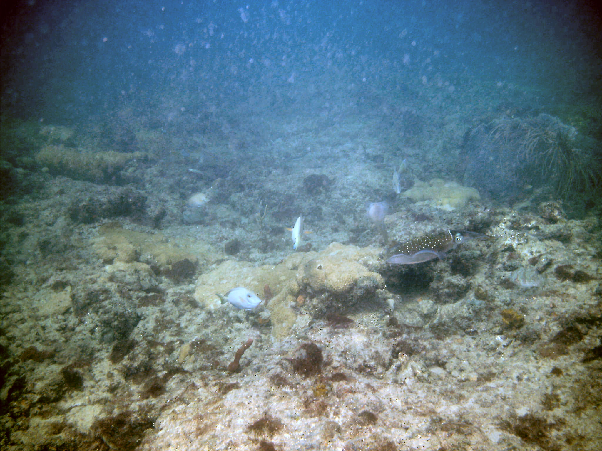 An inky encounter with squid on First Reef, LBTS