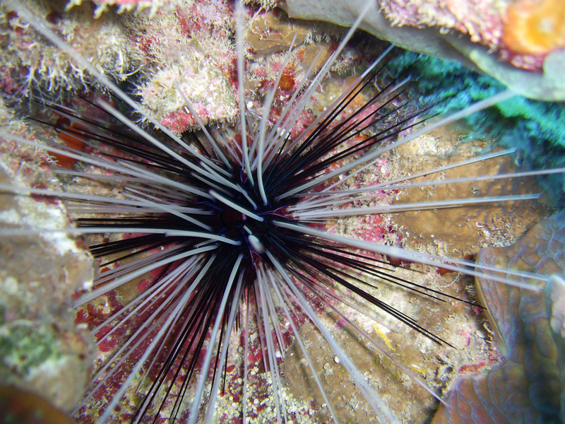 An Urchin