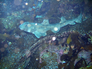 Anacapa Horn Shark 2