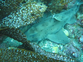 Anacapa Horn Shark