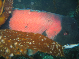 Anacapa Sheephead