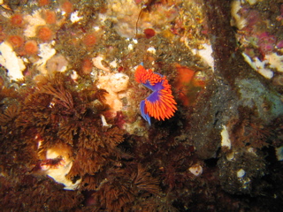 Anacapa Spanish Shawl