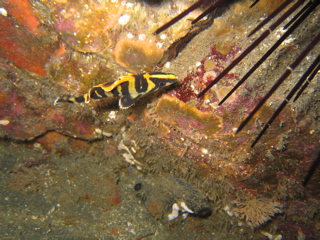 Anacapa Tree Fish