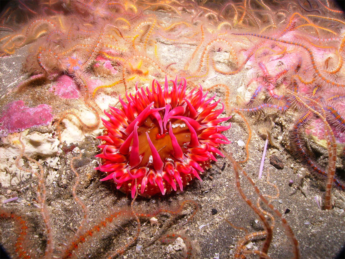 Anacapa