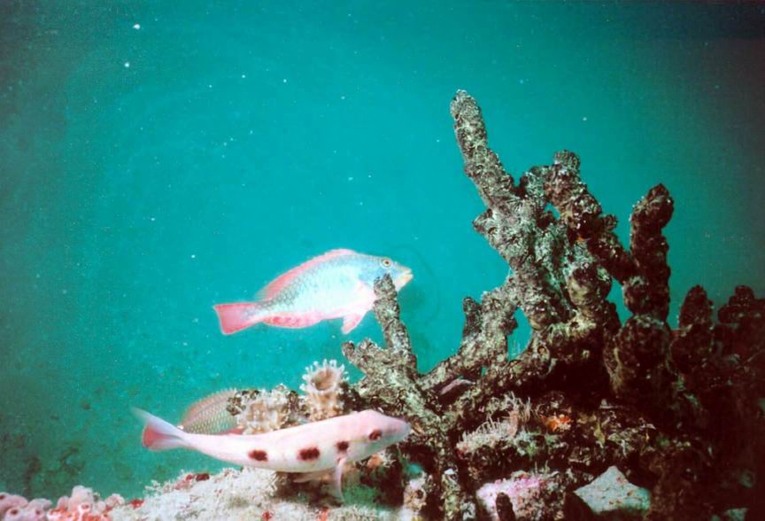 Ancient-Mariner Wreck - Sea Life 3