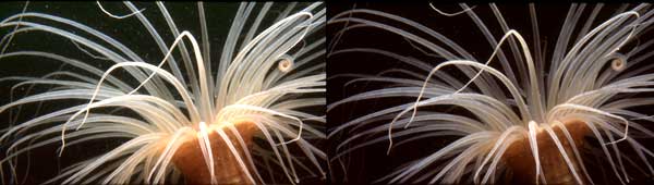 anemone 081297
