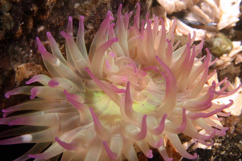 anemone-1-s
