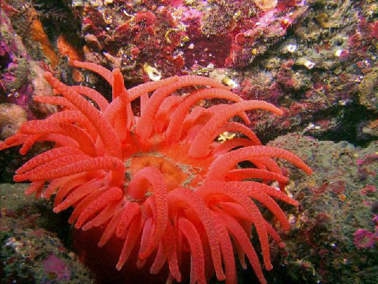 Anemone 1