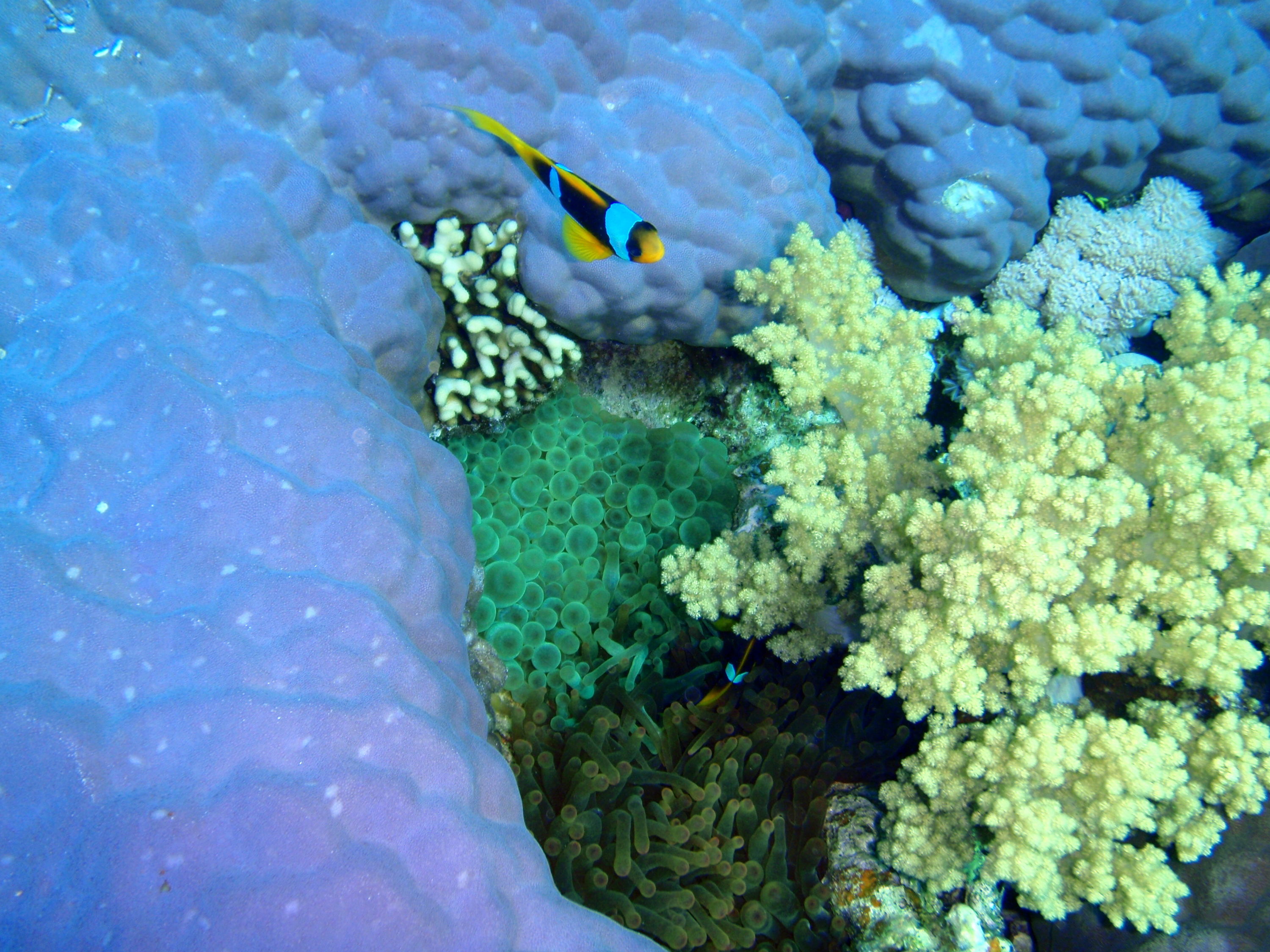 Anemone and amphiprion