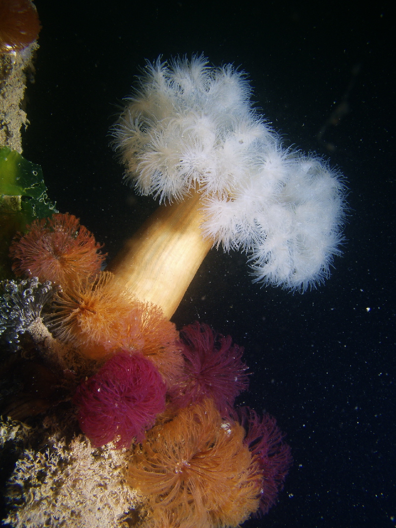 Anemone and friends