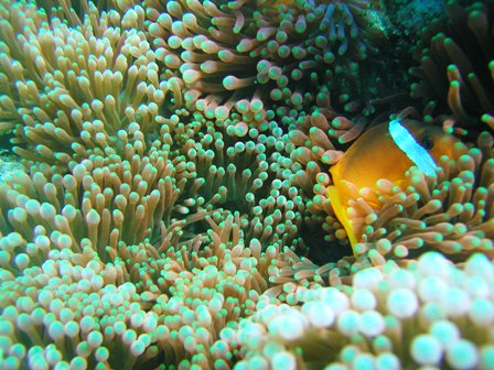 Anemone and its resident Fish
