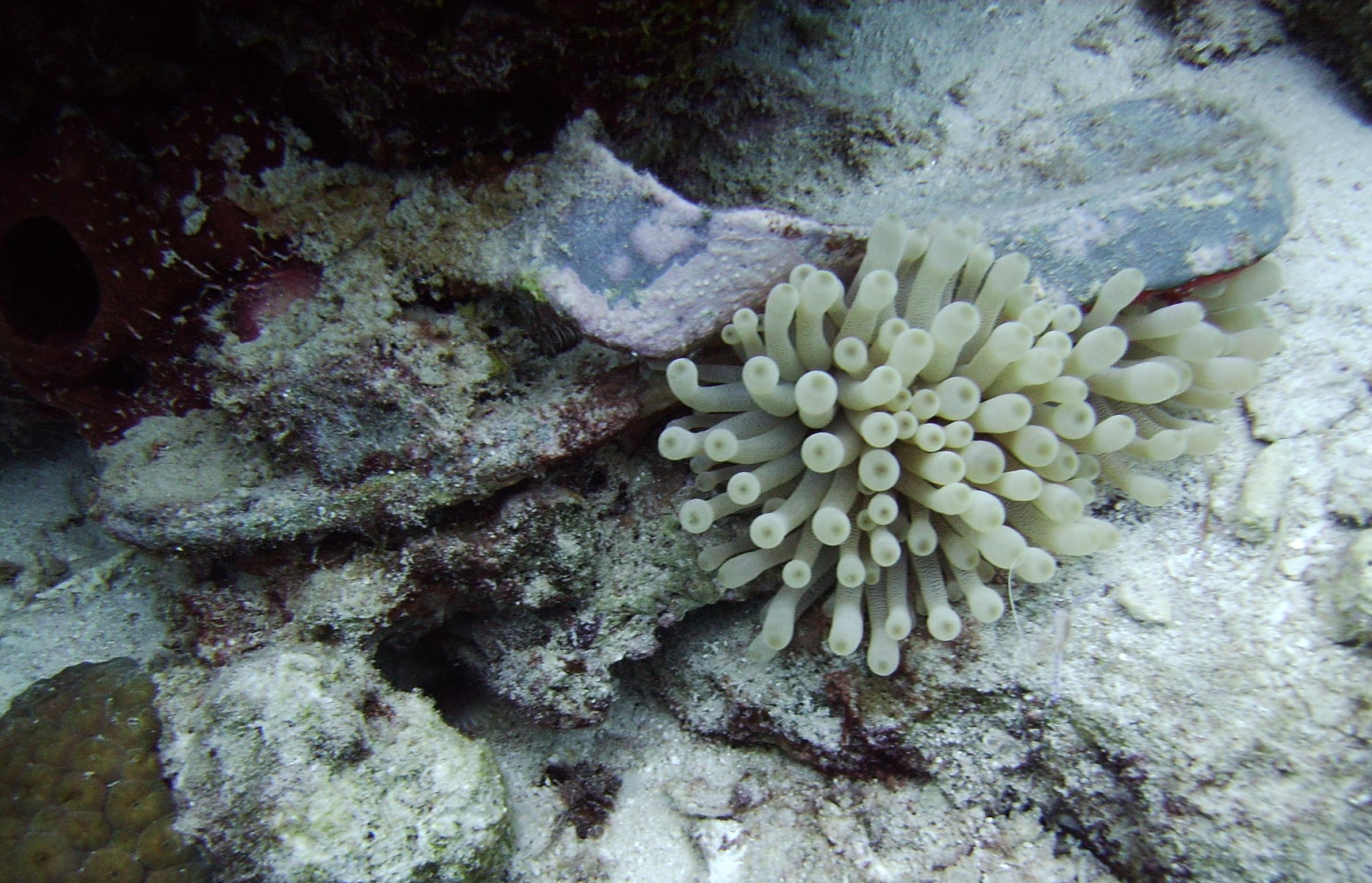 Anemone and old sandle