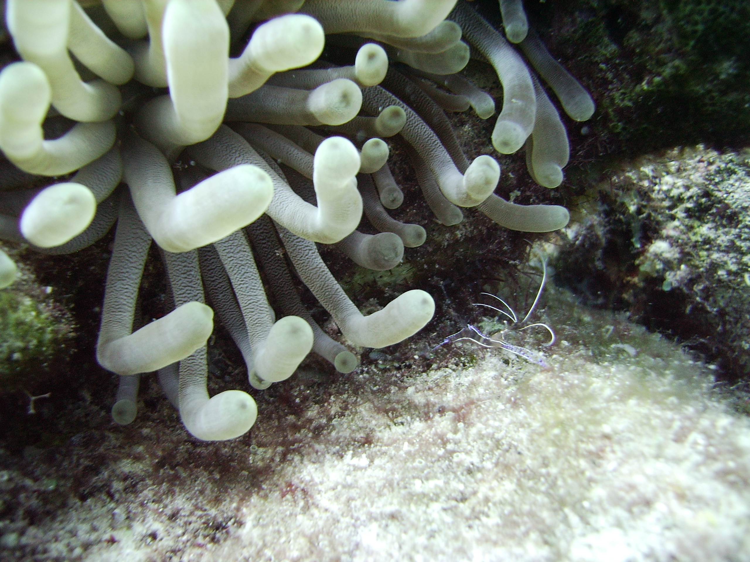 anemone and shrimp