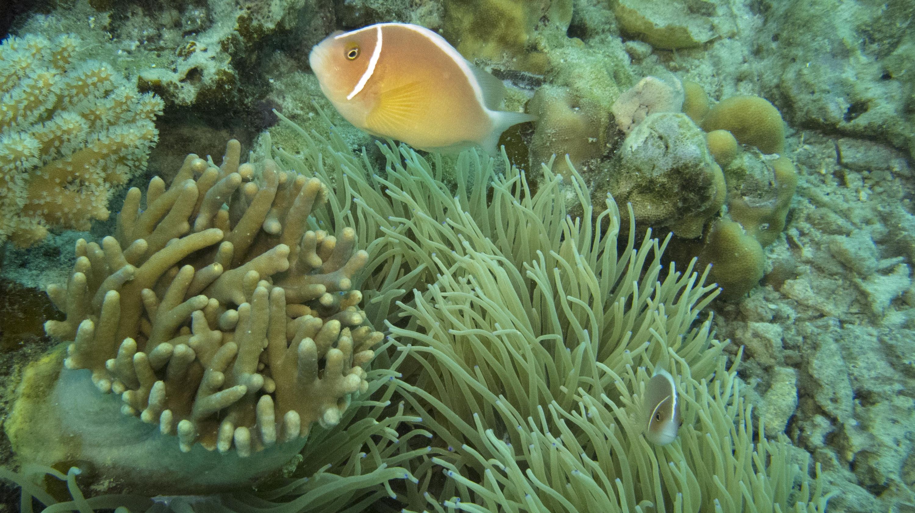 Anemone and Tomato Clown