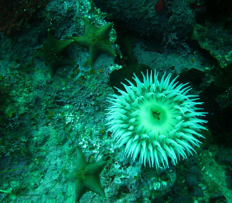 Anemone at Hole in the Wall