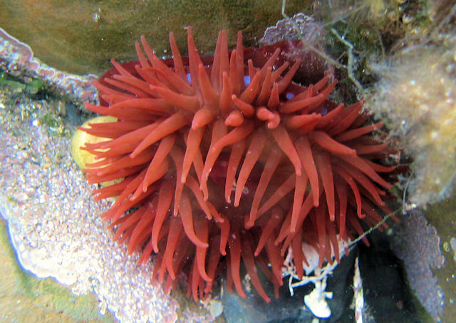 Anemone at Kimmeridge UK