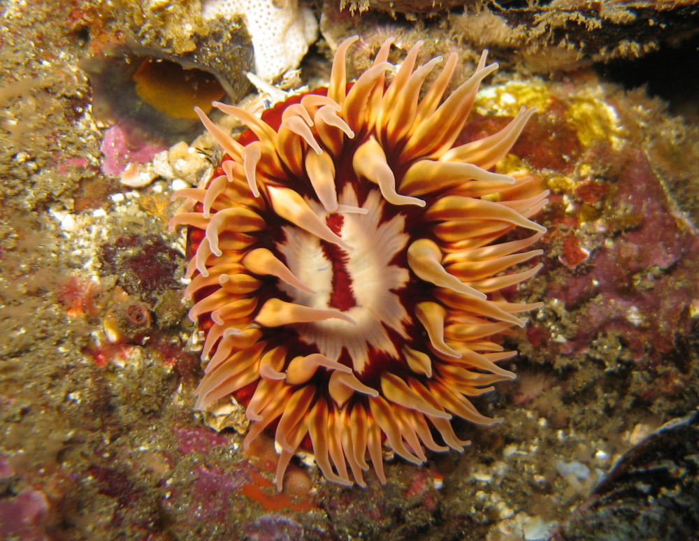 Anemone at Little Scorpions, Santa Cruz Island