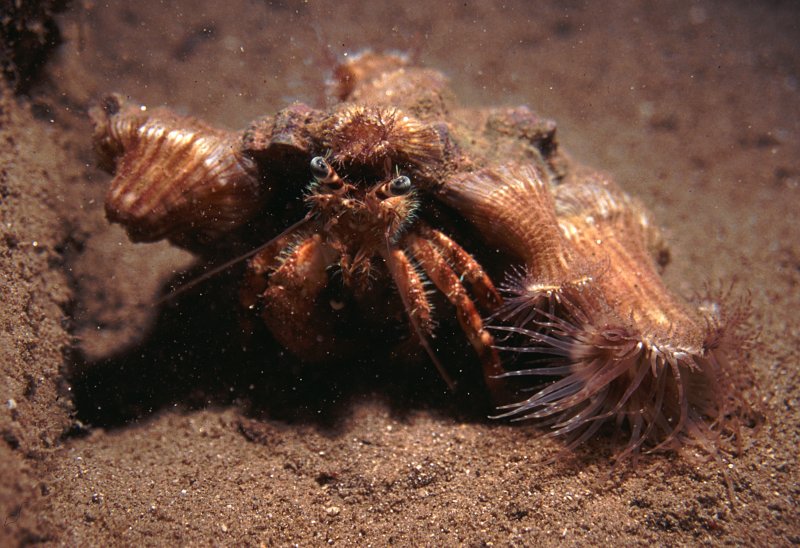 Anemone Carrier Crab