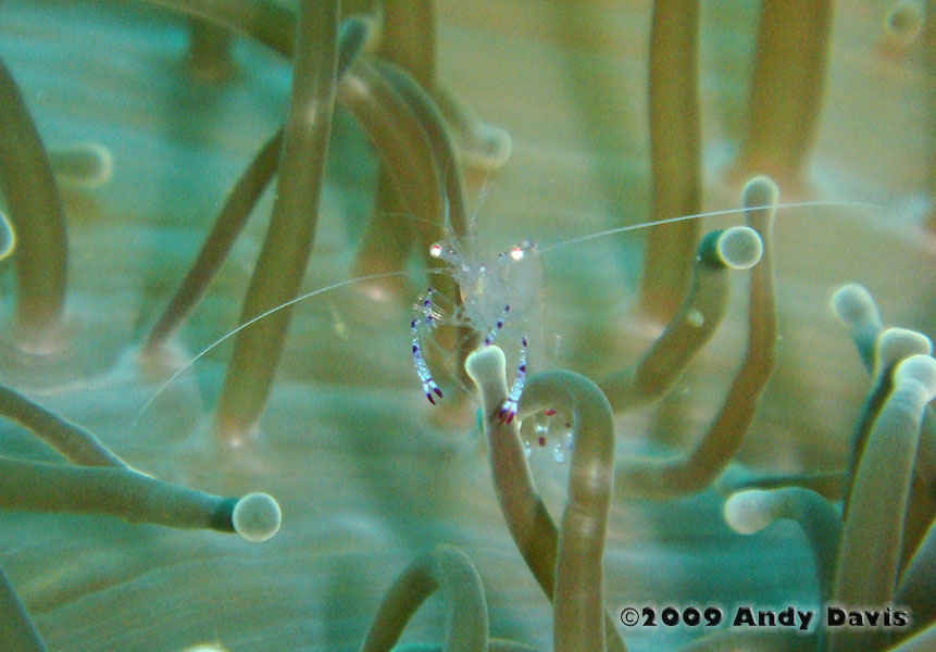 Anemone Cleaner Shrimp