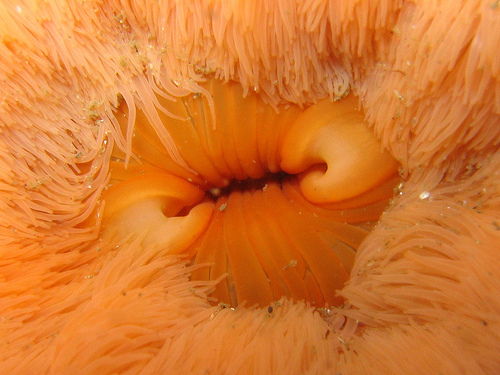 Anemone closeup