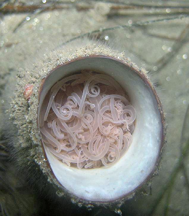 Anemone, coiled up