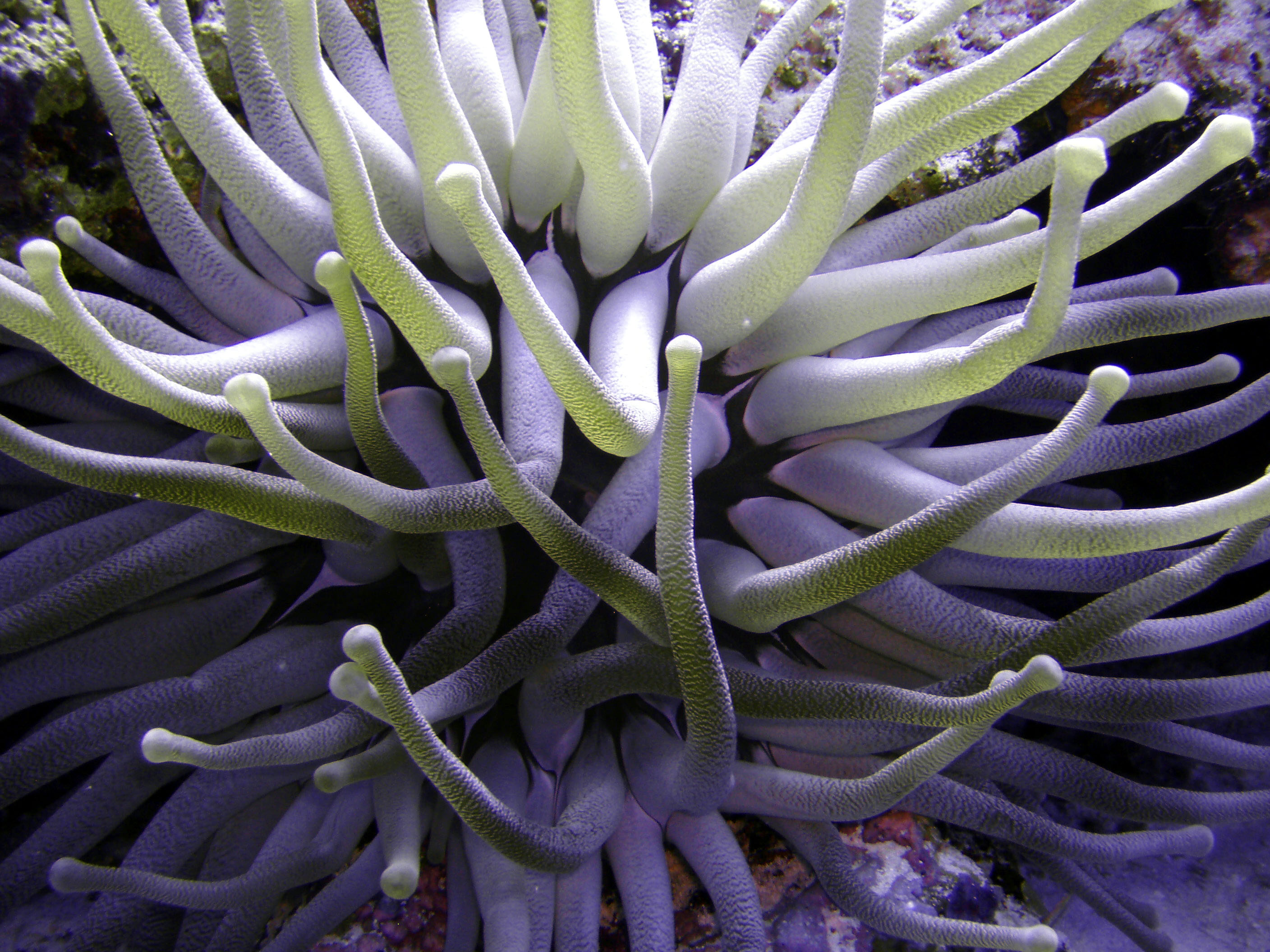 Anemone - Cozumel