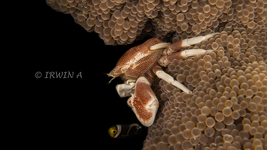 Anemone Crab + Fish ( Porcelain Crab & Clownfish )
