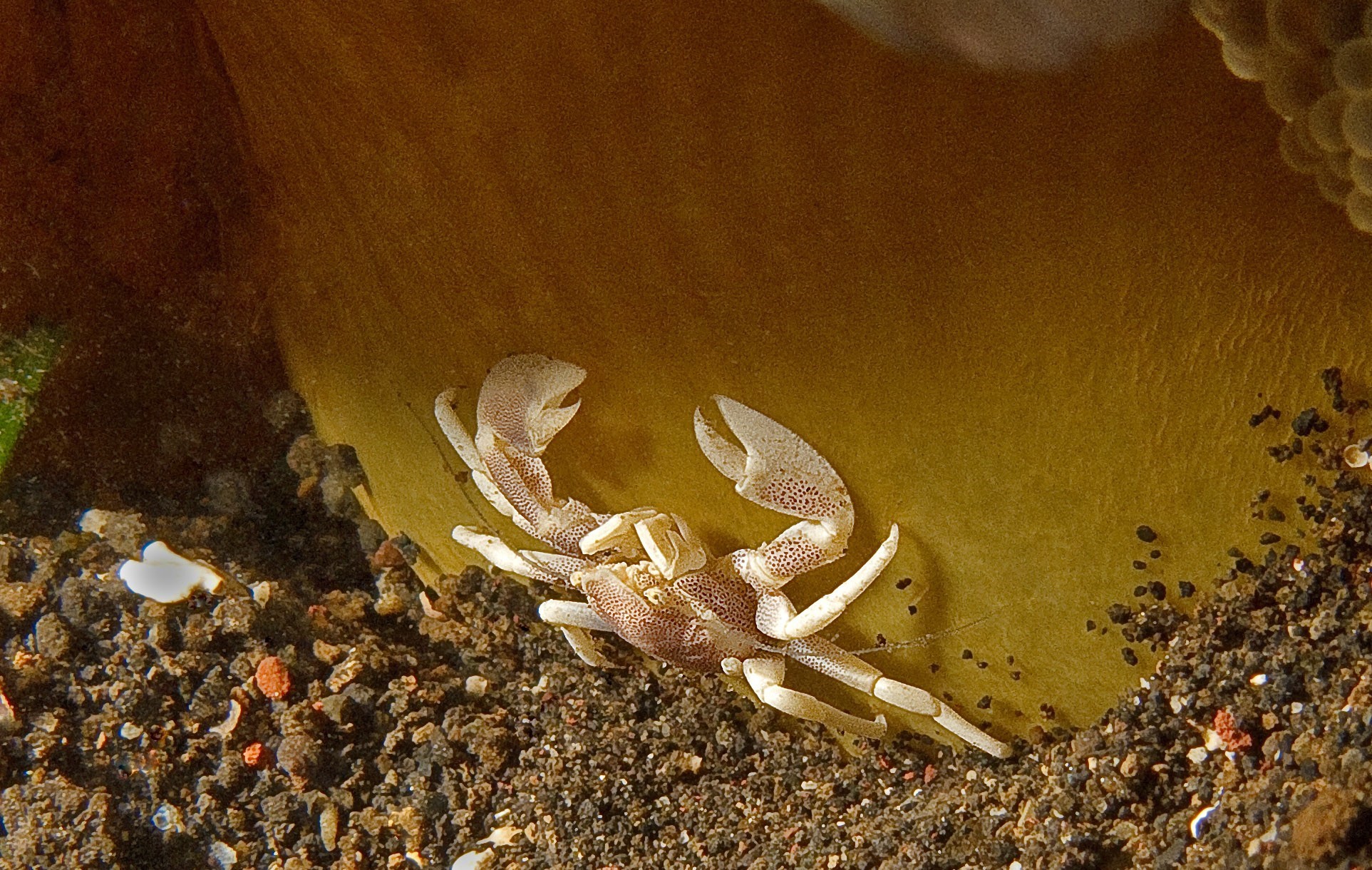 Anemone Crab