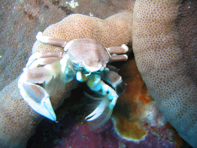 anemone crab