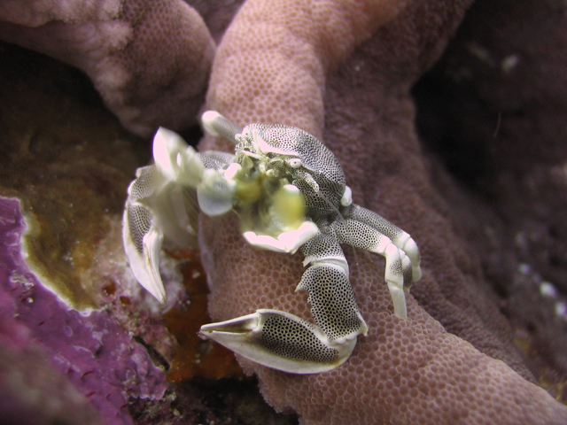 anemone crab